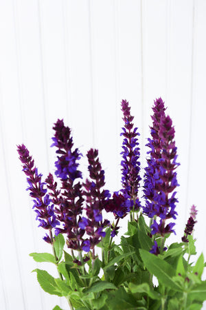 Dwarf Perennial Sage | Salvia New Dimension Blue