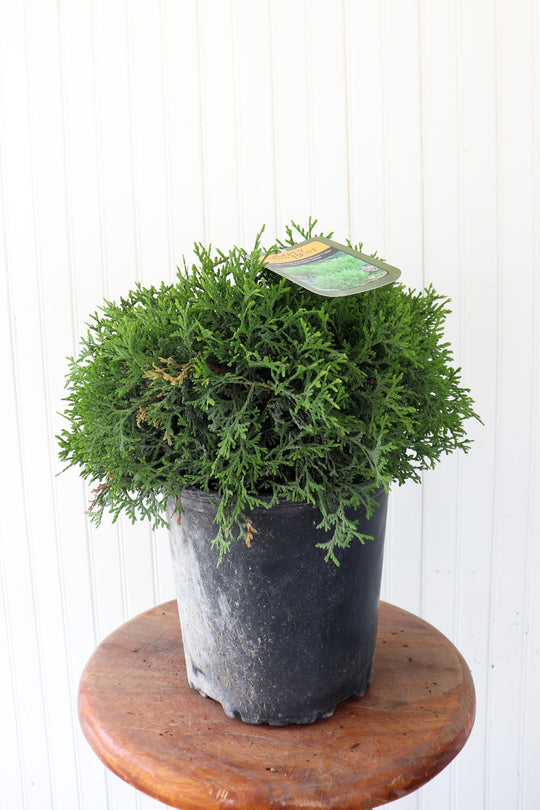 Thuja Occidentalis Little Giant Evergreen