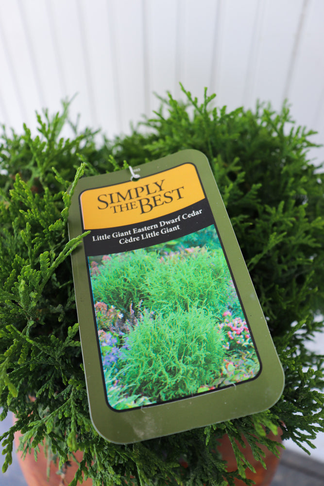Thuja Occidentalis Little Giant Evergreen