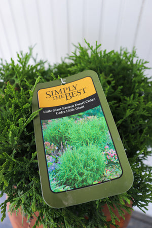 Thuja Occidentalis Little Giant Evergreen