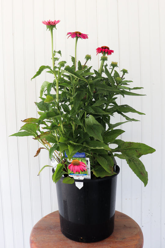Echinacea 'Pow Wow Wild Berry' Coneflower
