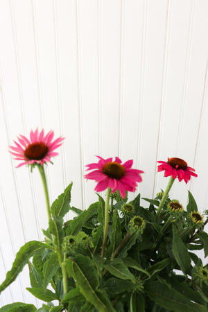 Echinacea Powwow Wild Berry (Coneflower)