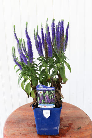 Dwarf Spike Speedwell | Veronica Spicata Royal Candles