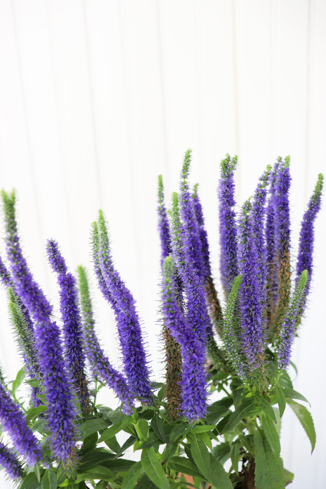 
            
                Load image into Gallery viewer, Dwarf Spike Speedwell | Veronica Spicata Royal Candles
            
        