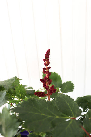 Astilbe Chinese Vision In Red