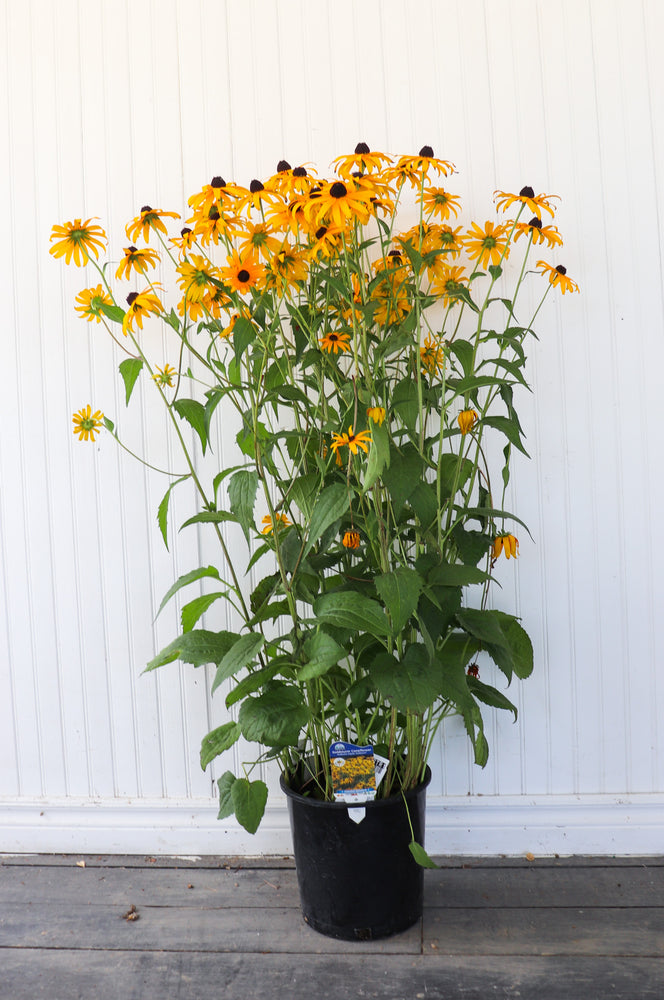 Rudbeckia Fulg. Goldsturm Coneflower | Black-Eyed Susan