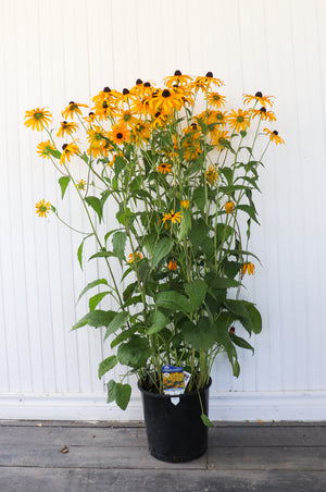 Rudbeckia Fulg. Goldsturm Coneflower | Black-Eyed Susan