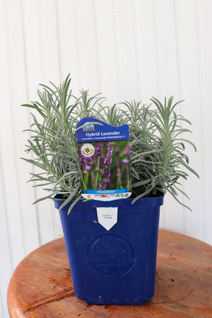 Lavandula Int Phenomenal | Hybrid Lavender
