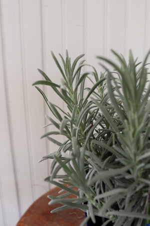 Lavandula Int Phenomenal | Hybrid Lavender