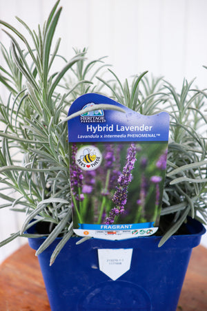 Lavandula Int Phenomenal | Hybrid Lavender