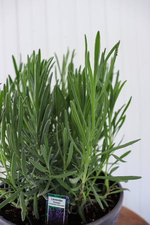 8" Lavender Grosso