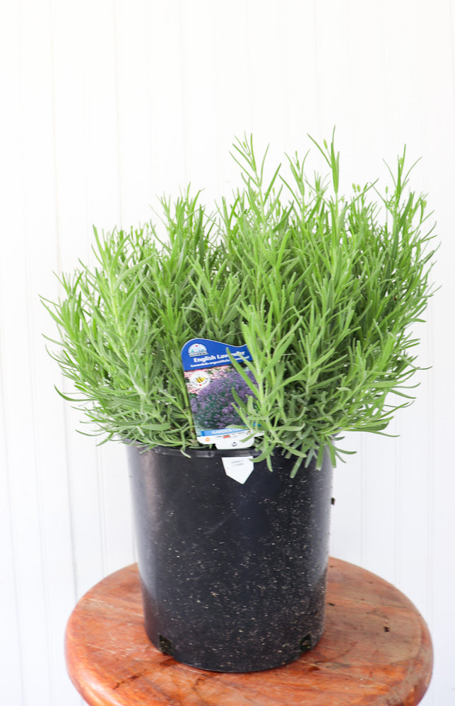 English Lavender Lavandula Munstead