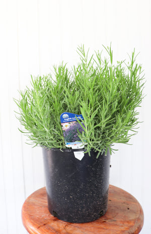 English Lavender Lavandula Munstead
