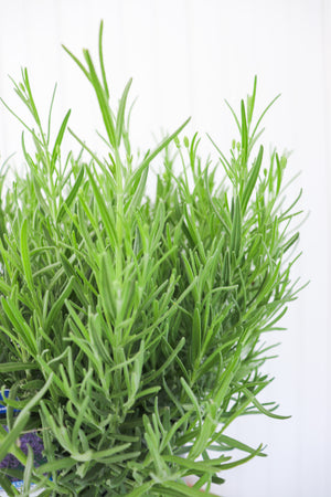 English Lavender Lavandula Munstead