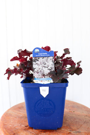 Heuchera Blackberry Ruffles | Coral Bells