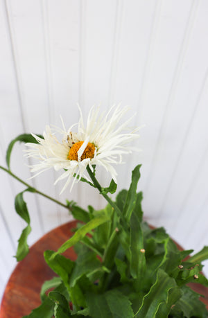 Leucanthemum X Superbum Ice Cream Dream | Shasta Daisy