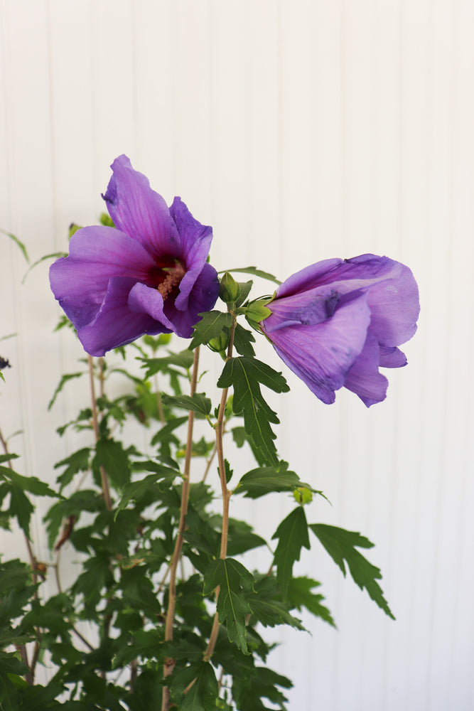 
            
                Load image into Gallery viewer, Hibiscus Paraplu Violet Rose of Sharon
            
        