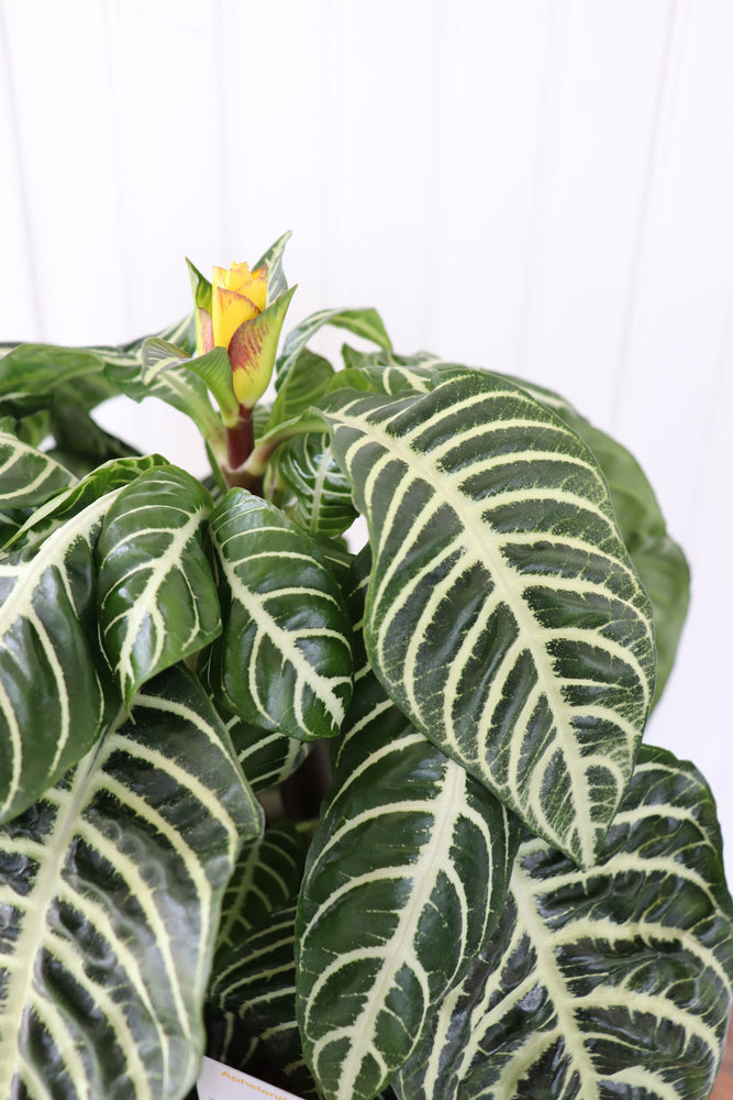 6" Aphelandra Squarrosa Dania "Zebra plant"