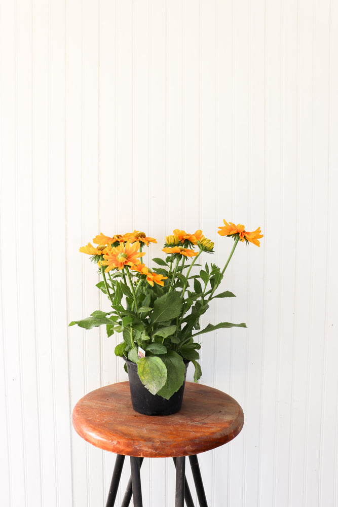 6" Rudbeckia (various colours)