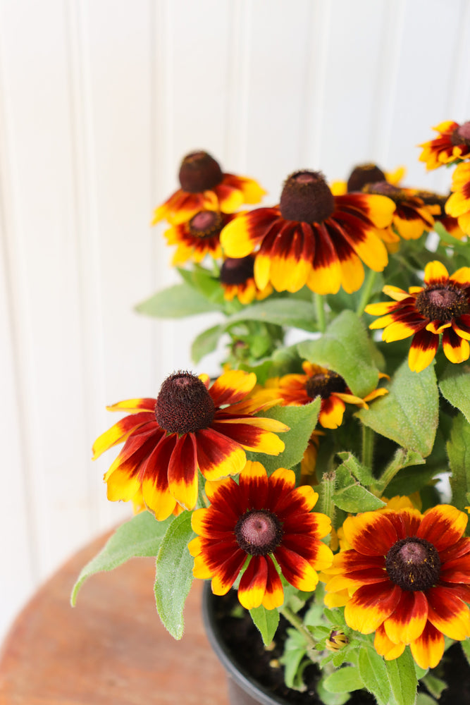 
            
                Load image into Gallery viewer, 6&amp;quot; Rudbeckia (various colours)
            
        