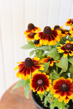 6" Rudbeckia (various colours)