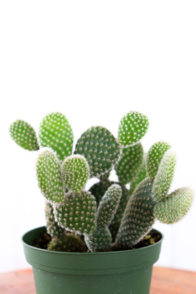 4" Opuntia Cactus
