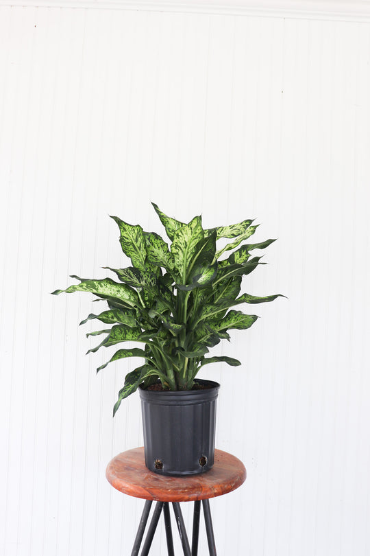 10" Dieffenbachia Sublime