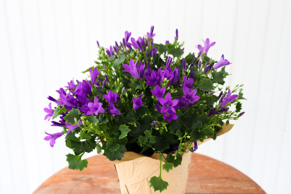 4" Campanula