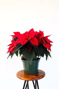 
            
                Load image into Gallery viewer, 10&amp;quot; Poinsettia
            
        