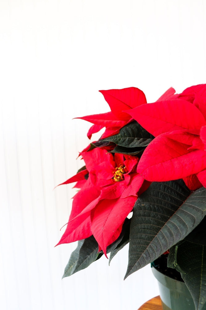 10" Poinsettia - Riverside Secondary School