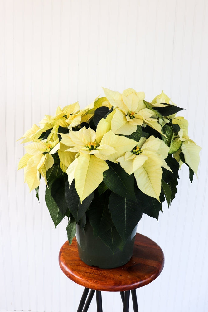 10" Poinsettia - Lakeshore Discovery