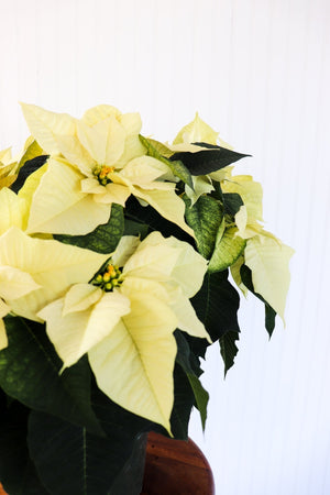 10" Poinsettia - Colchester North Public School