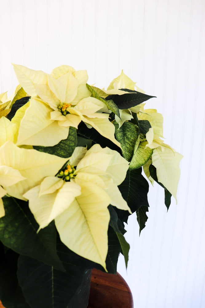 10" Poinsettia - Transition to Betterness