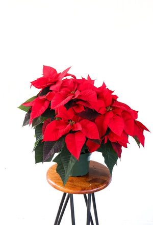 8" Poinsettia - Riverside Secondary School