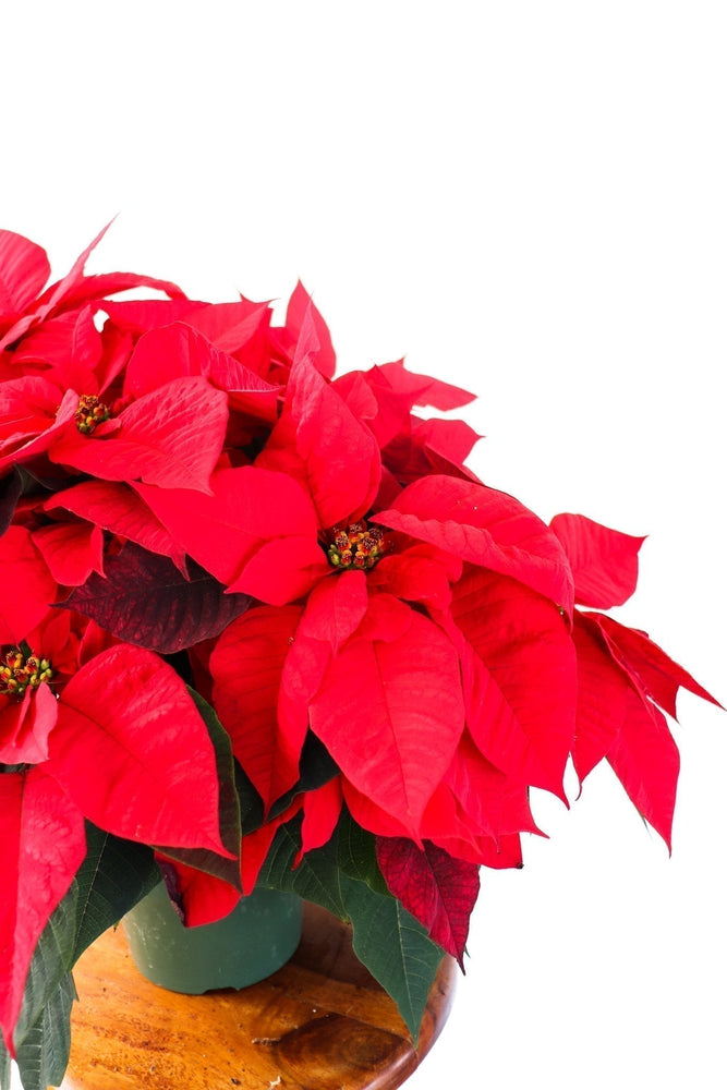 8" Poinsettia - Belle River Jr Canadiens