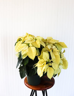 8" Poinsettia - Transition to Betterness