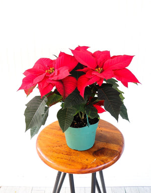 6" Poinsettia - Belle River Jr Canadiens