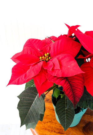 6" Poinsettia - Colchester North Public School