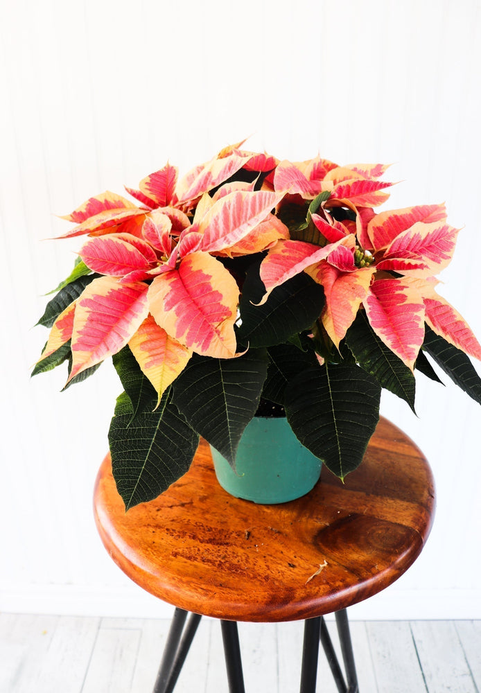 6" Poinsettia - Belle River Jr Canadiens