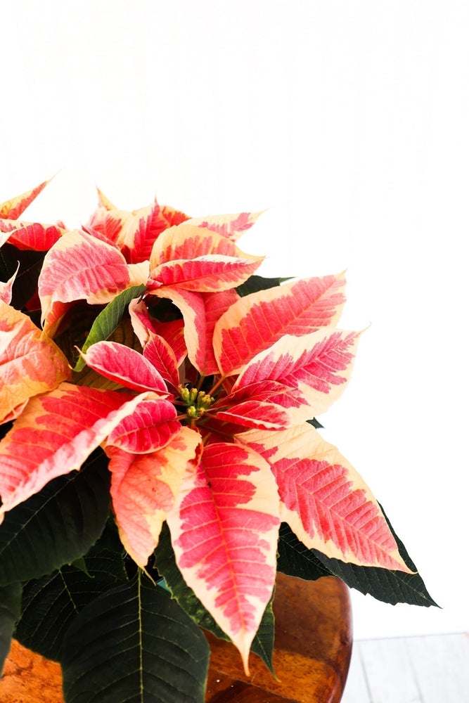 6" Poinsettia - Colchester North Public School