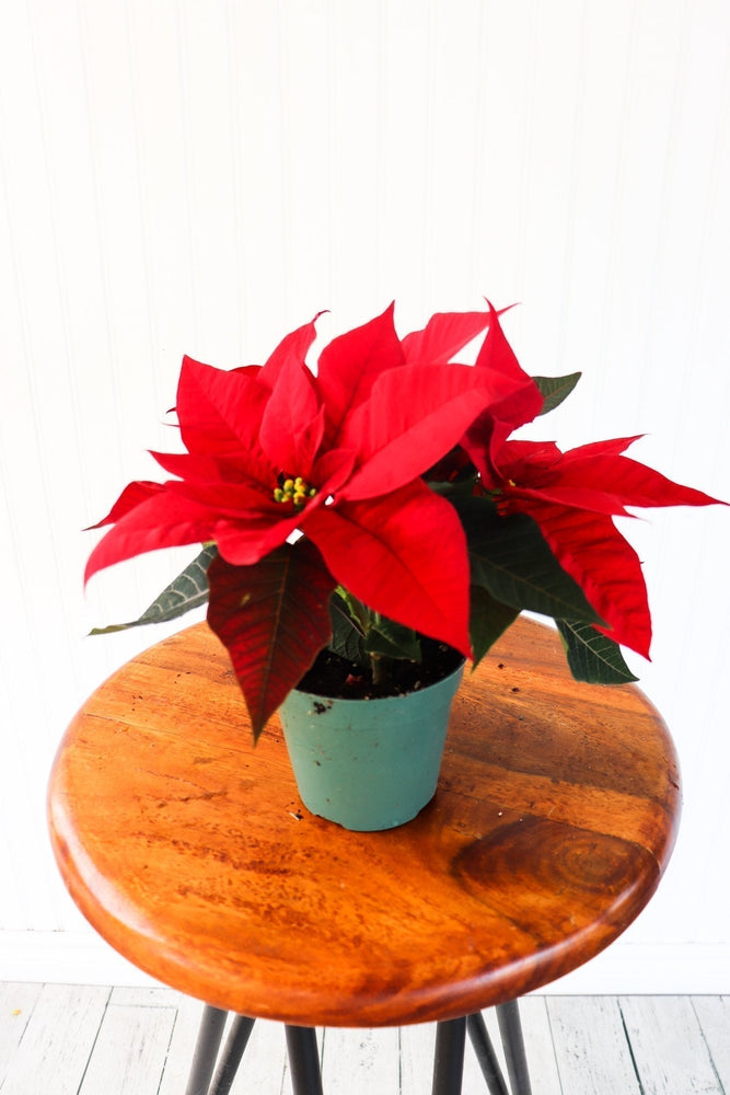 4" Poinsettia - Belle River Jr Canadiens