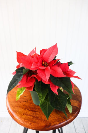 4" Poinsettia - Belle River Jr Canadiens