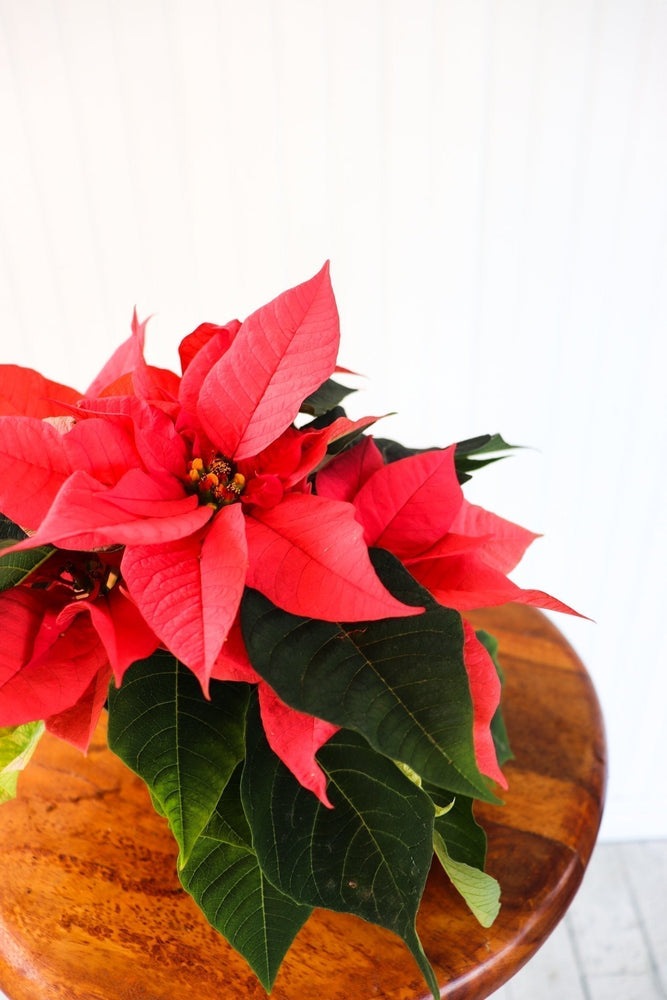 4" Poinsettia - Riverside Secondary School