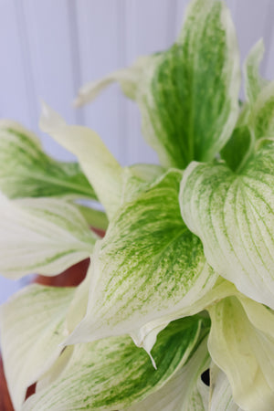 White Feather Hosta