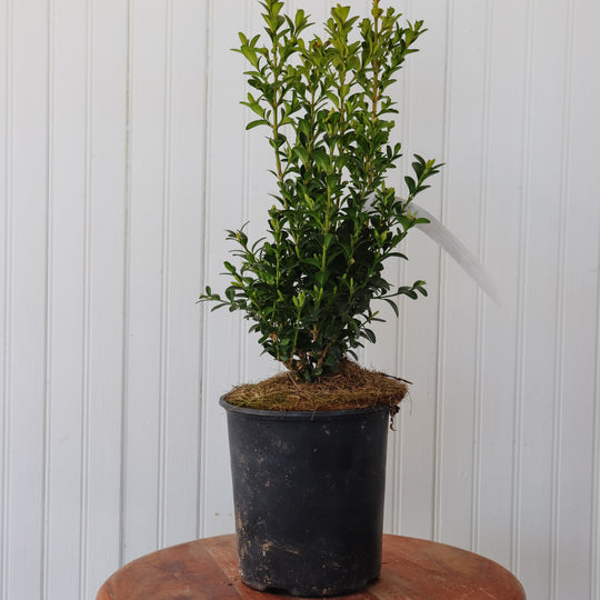Green Mountain Boxwood 1G