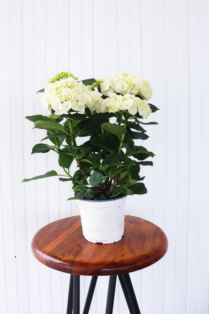 6.5" Hydrangea  - The Country Learning Centre Inc.