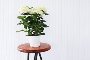 6.5" Hydrangea  - The Country Learning Centre Inc.