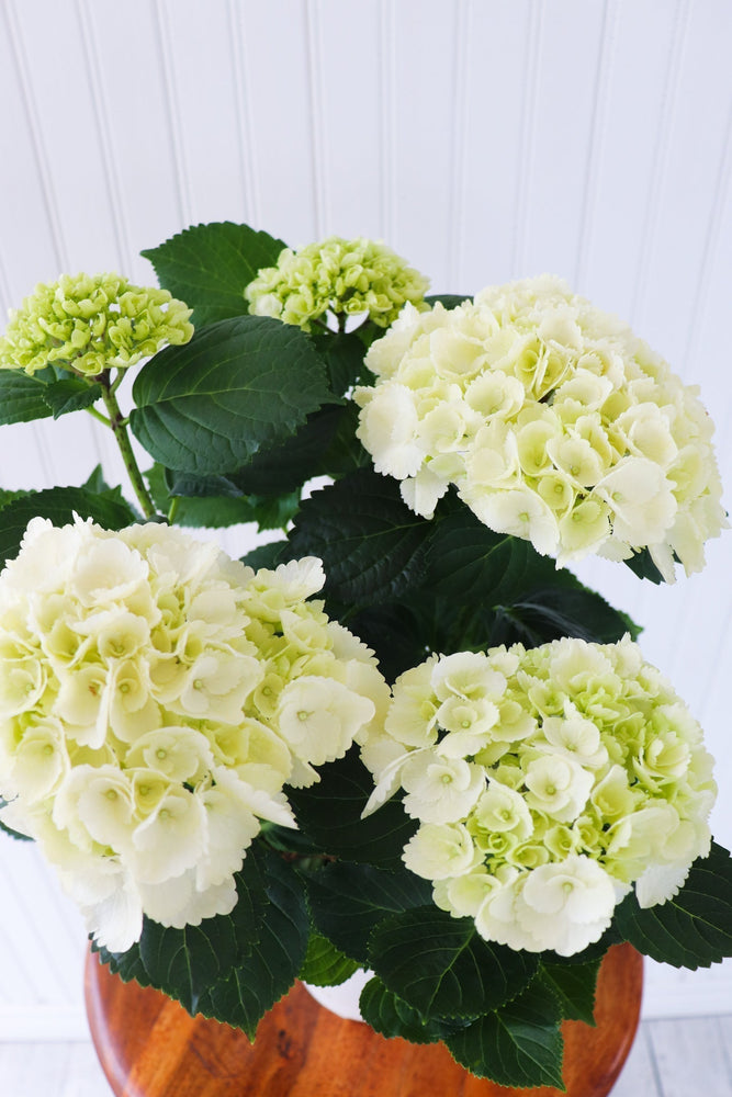 6.5" Hydrangea - Erie Migration District School  - Elementary