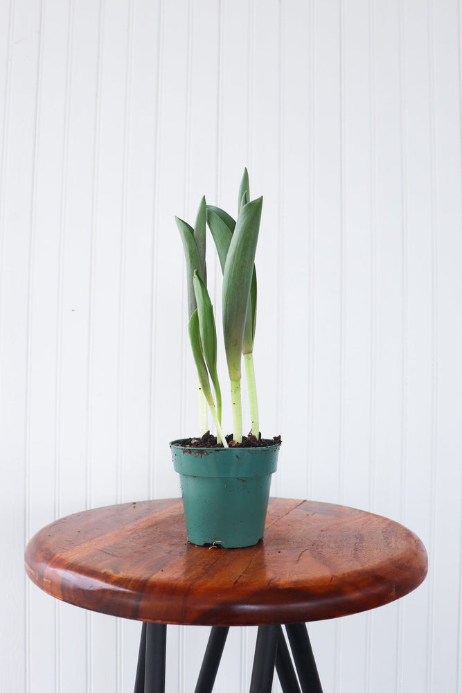4" Tulip Bulb  - Family Respite Services