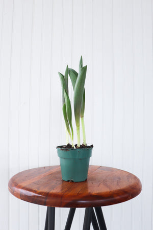 4" Tulip Bulb  - St. Joseph Catholic Elementary School